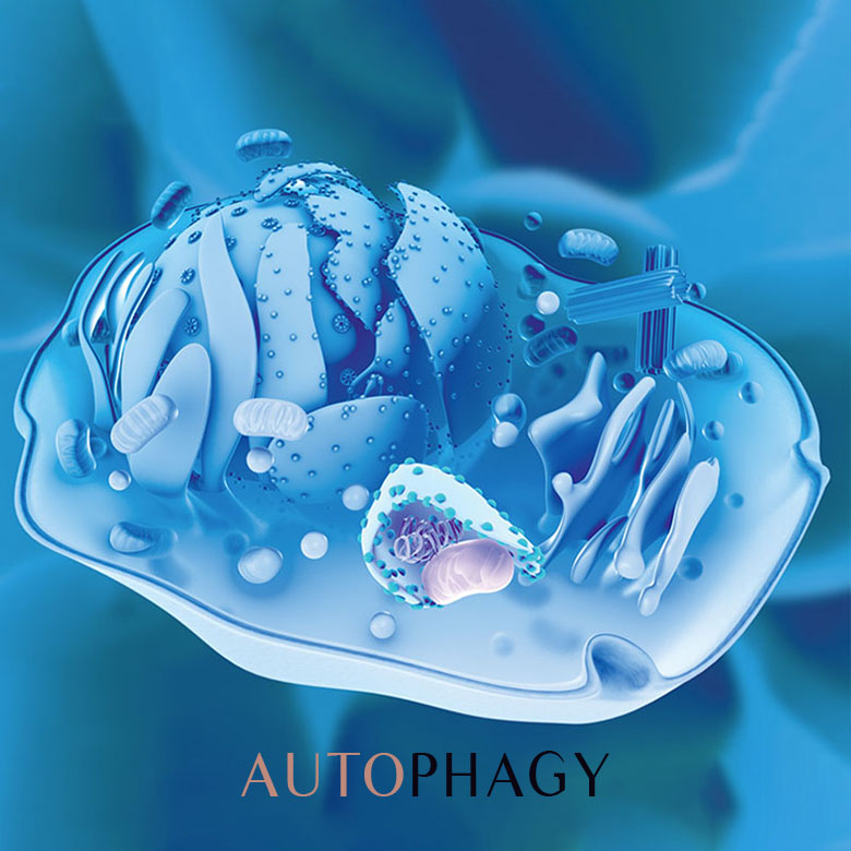 Autophagy